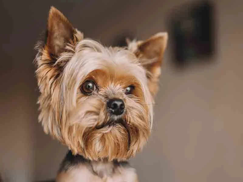 What dogs stay small forever? 